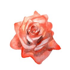 Rose flower watercolor