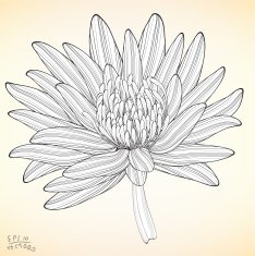 Floral Elements for design N10