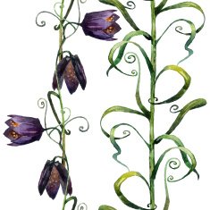 Wildflowers N7