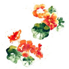 Collection of watercolor nasturtium flowers N5