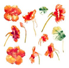 Collection of watercolor nasturtium flowers N6