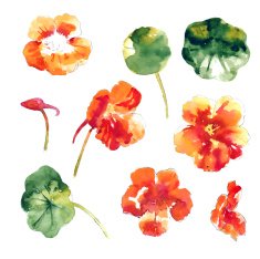 Collection of watercolor nasturtium flowers N7