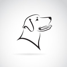 Vector image of an dog labrador