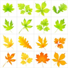 Leaves Pattern N35