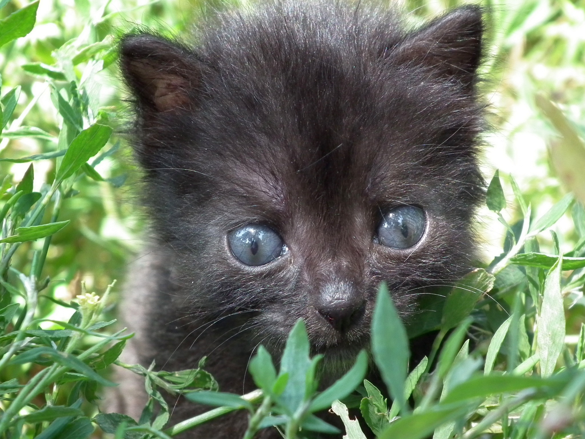 Черный котенок с голубыми глазами