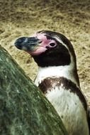 penguins animal zoo