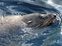 Navy seal swims