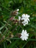 White lichtnelke is a flower of a family of carnations