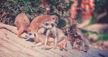 meerkats on a desert log in Africa