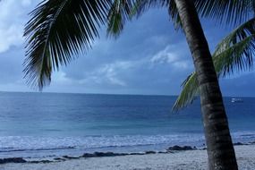 palm tree on a tropical beach