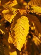 leaves autumn color yellow