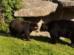 two andean bears