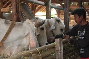 a villager with cattle in Indonesia