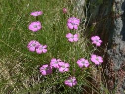 dianthus pavonius