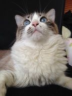 Kitty looking up