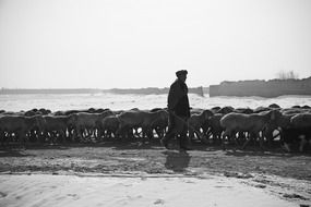 shepherd with sheep in afghanistan