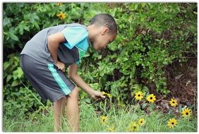 boy collects yellow daisies on a green meadow
