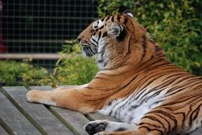 the beautiful tiger resting