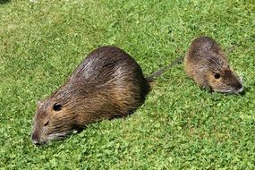 nutria rodent