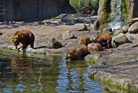 family of bears near the lake
