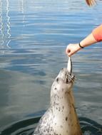 feeding marine animals in the wildlife