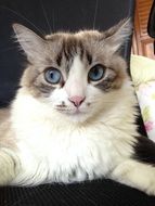 The look of a kitten with blue eyes