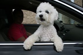 White puppy looking from window