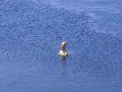 man in the river