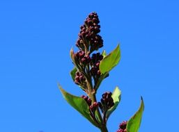 syringa vulgaris purple lilac bloom sky view