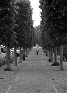 walk along the alley between trees in black and white background