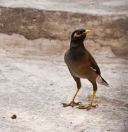 mynah bird stands on ground