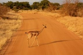 wild antelope on sand road in savanna landscape, kenya