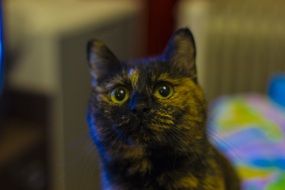 cat bobtail animal cat person