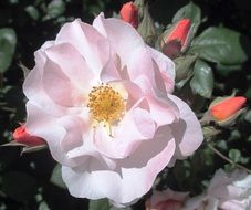 picture of the pink flower in a garden