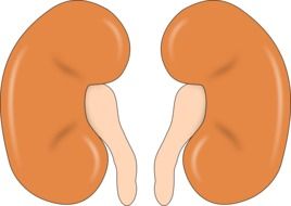 kidney anatomy drawing