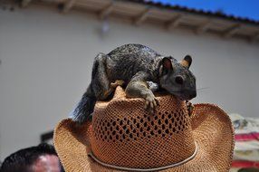 Squirrel on the hat