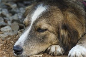 dog sleeping on the ground