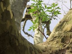 old Platanus tree with new leaves