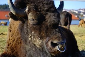 bison with a ring in a nose close up