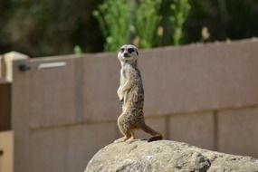 african meerkat on stone