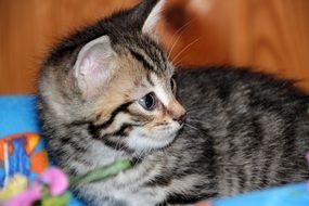 gray kitten on a blue mat