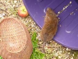 large vole on a ground