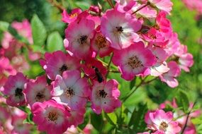 white flowers with a pink rim on a bush