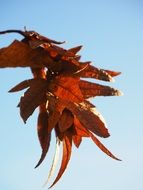 brown hornbeam leaves on a sunny day