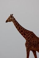 giraffe in Kenya