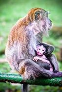 Colorful cute monkey animals