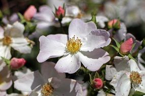 white color on a wild rose bush