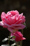 pink fragrant rose in the sunlight close up