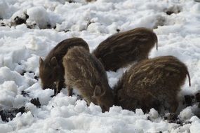 little wild boars in winter