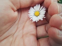 small daisy in hand close up